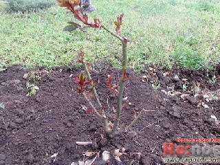 A főorvos a kórház teremt Juzsne - kerti oázis - a ritka fák (fotó)