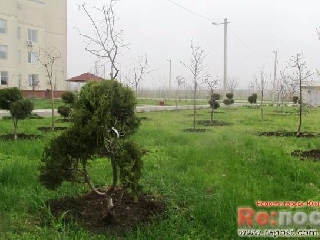 A főorvos a kórház teremt Juzsne - kerti oázis - a ritka fák (fotó)
