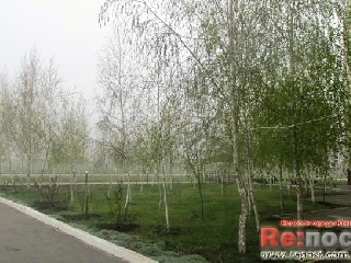 A főorvos a kórház teremt Juzsne - kerti oázis - a ritka fák (fotó)