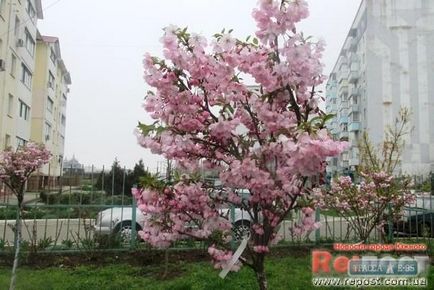 Chief doctor la spitalul Yuzhni creează - o oază de grădină - cu copaci rare (fotografie)