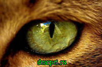 Очі кішки, фото, звужені очі кішки, розширені очі, форма очей, погляд кішки