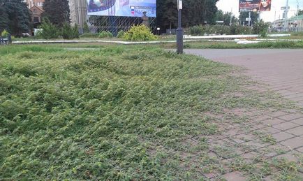 Orasul captează o nouă ancoră de plante urâtă