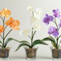 Kizáró orchideák, szubsztrátja a föld és ültető, fotó és videó