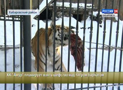 GTRK - Far Eastern - jucătorii de hochei - Cupidon - au vizitat catifea tigrului