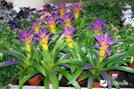 Guzmania cum să aibă grijă de o plantă acasă