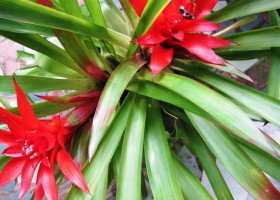 Guzmania cum să aibă grijă de o plantă acasă