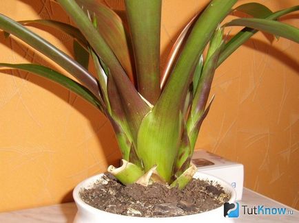 Guzmania cum să aibă grijă de o plantă acasă