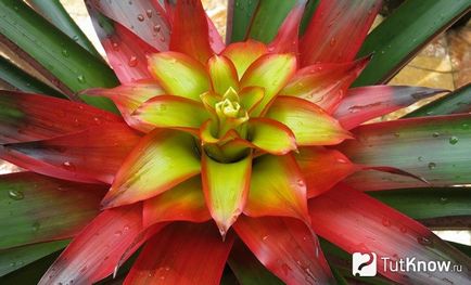 Guzmania cum să aibă grijă de o plantă acasă