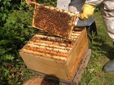 Інвентар бджоляра обладнання для робіт на пасіці