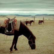 Іспанська андалузька порода коней її огляд і фото