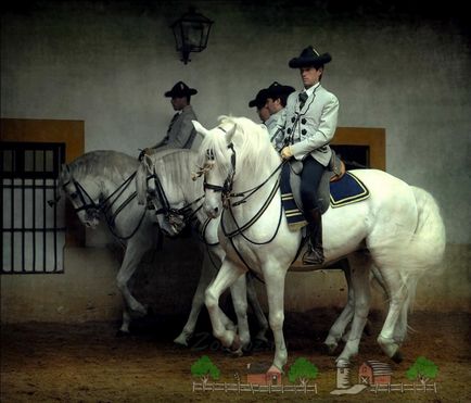 Spanyol andalúziai ló tenyésztése ő felülvizsgálata és fotók
