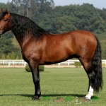 Іспанська андалузька порода коней її огляд і фото