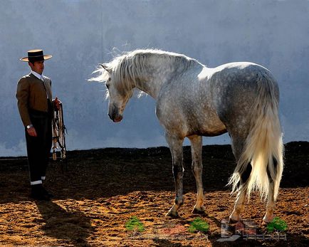 Spanyol andalúziai ló tenyésztése ő felülvizsgálata és fotók