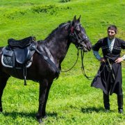 Spanyol andalúziai ló tenyésztése ő felülvizsgálata és fotók