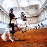 Spanyol andalúziai ló tenyésztése ő felülvizsgálata és fotók