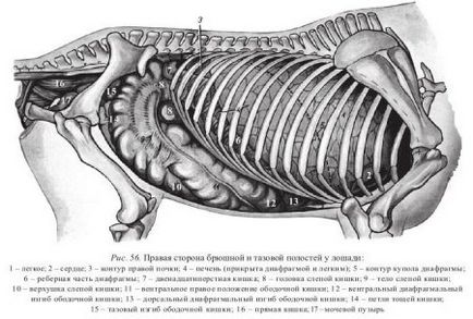 Studiul stomacului de animale - totul despre medicina veterinară