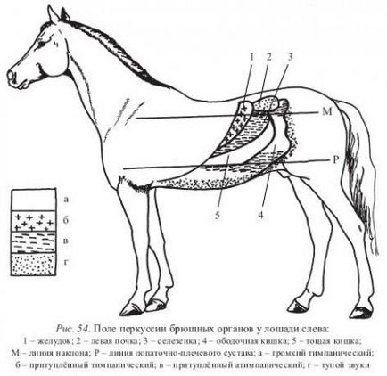 Studiul stomacului de animale - totul despre medicina veterinară