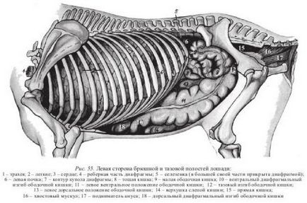 Studiul stomacului de animale - totul despre medicina veterinară