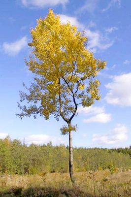 Echipa de cercetare fortis, proprietățile arborilor, aspen