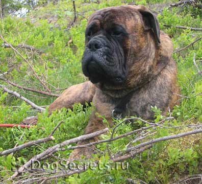 Istoricul originii rasei Bullmastiff