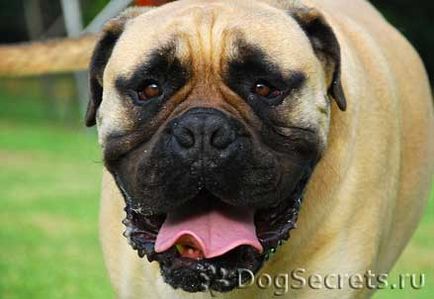 Istoricul originii rasei Bullmastiff