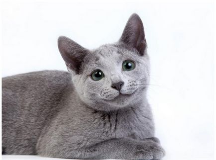 Історія російської блакитної кішки