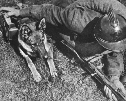 Din istoria creșterii câinilor militare (de ex
