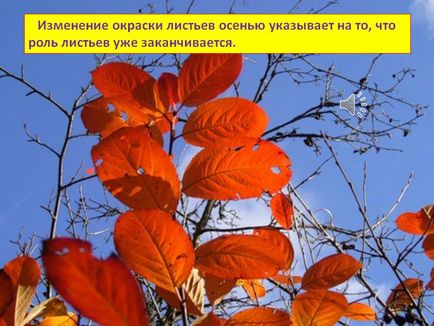 Зміна забарвлення листя восени вказує на те, що роль листя вже - презентація 94136-17