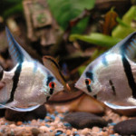 Зміна ph в акваріумі - причина загибелі риб, aquarium