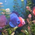 Schimbarea pH-ului în acvariu - cauza morții peștilor, acvariului