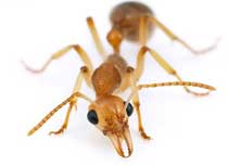 Cum să tratăm furnicile domestice și dezinfectatoarele fără scrupule
