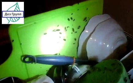 Cum să se ocupe cu gândacii în apartament înseamnă a lupta acasă