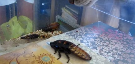 Cum să se ocupe cu gândacii în apartament înseamnă a lupta acasă