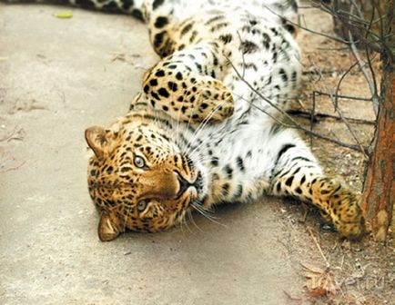 Cum să ajungeți la grădina zoologică din Ekaterinburg de la stație cu metroul