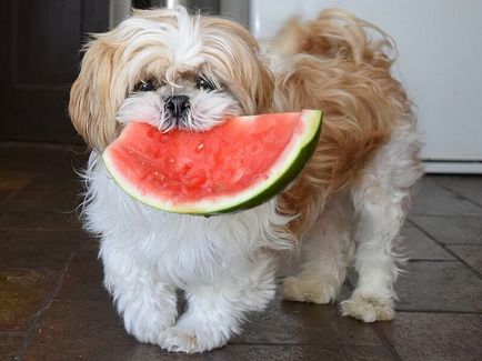 Ce fel de fructe pot câinii