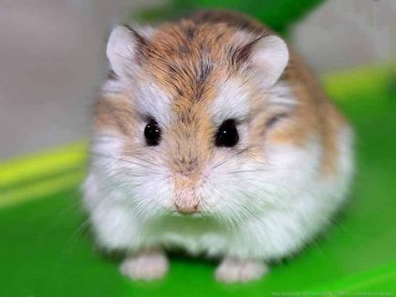 Ce nuci poți da unui vițel de hamster de viață