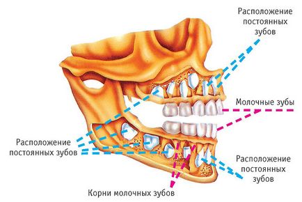 Які зуби змінюються у дітей з молочних на постійні