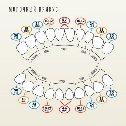 Які зуби змінюються у дітей з молочних на постійні