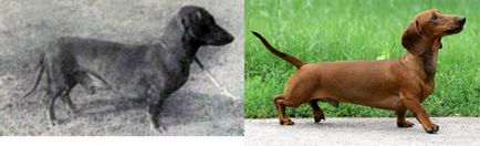 Hogyan alakult ki a kutyafajta 100 éve tenyésztés „javulás” - faktrum