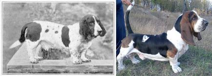 Cum au schimbat rasele de câini de peste 100 de ani de 