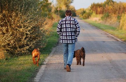 Cum să înveți un câine să vorbească