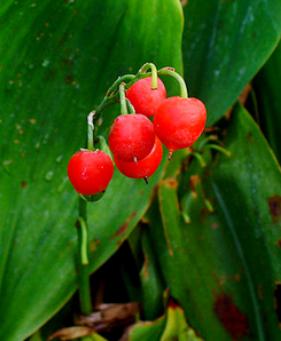 Care este numele unui arbust roșu de fructe de padure cu fructe de padure rosii (fotografie)