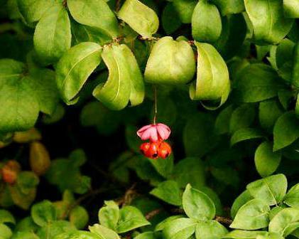 Як називається червона ягода чагарник з червоними ягодами (фото)