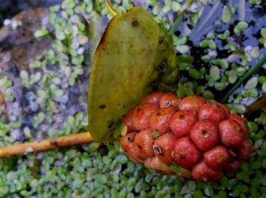 Care este numele unui arbust roșu de fructe de padure cu fructe de padure rosii (fotografie)