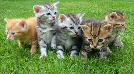 Як назвати кота або кішку читачі пропонують клички для котів і кішок! -Свій будиночок в селі