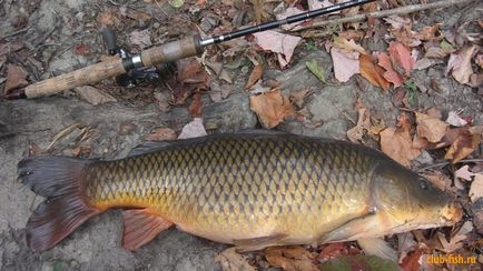 Як спіймати коропа на великому незнайомому, новому водоймищі секрети успішного лову коропа, клуб рибалки