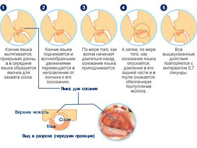 Cum să hrăniți în mod corespunzător un nou-născut cu un amestec, un nou-născut