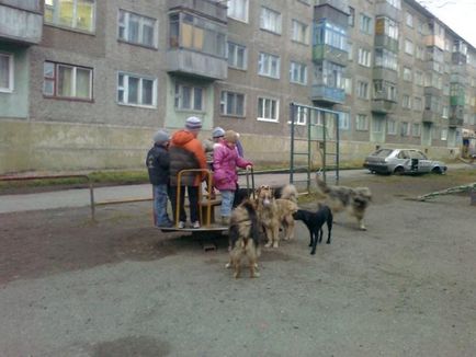 Як правильно поводитися при зустрічі з бездомною собакою