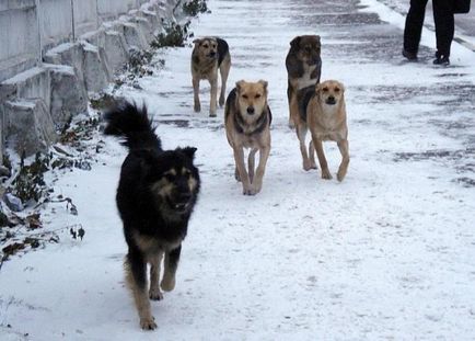 Hogyan kell viselkedni, amikor találkozott egy kóbor kutya