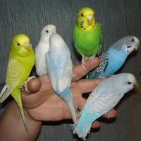 Як приручити папугу хвилястого - папуги дітки в клітці